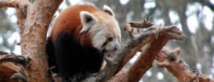 ZOO Zlín - panda červená