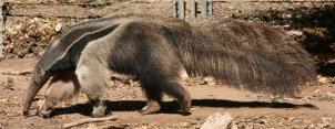 ZOO Zlín - mravenečník velký