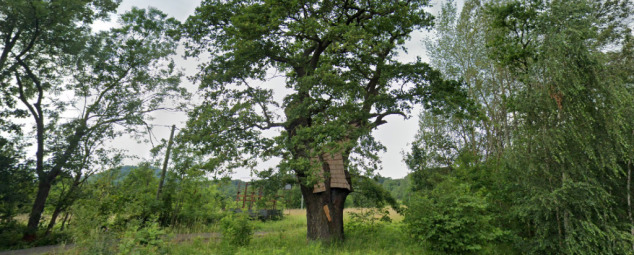 Klášterec nad Ohří - Ježíšův dub